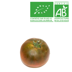 Tomate Cacao bio
