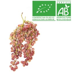 Raisin Exalta bio