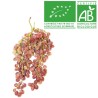 Raisin Exalta bio