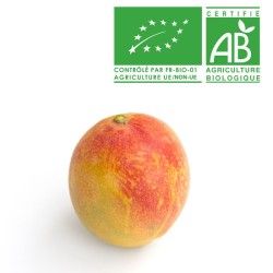 Mangue bio