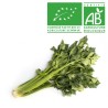 Céléri branche bio
