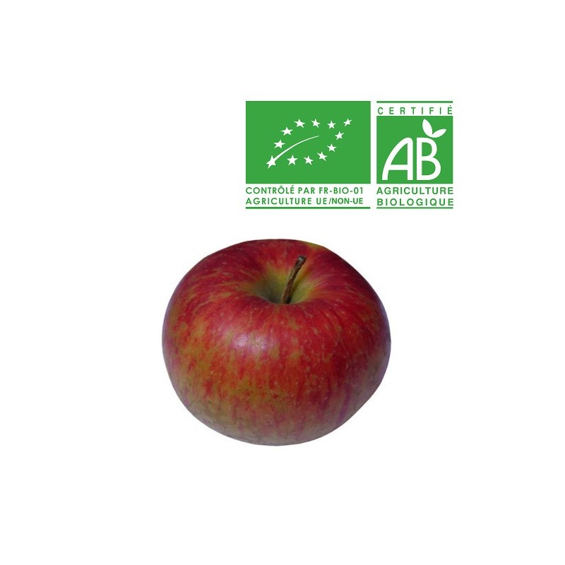 Pommes Reine des reinettes bio