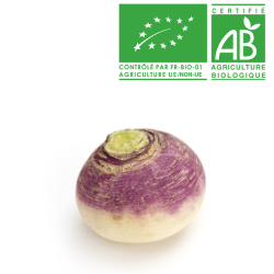 Navet violet Bio