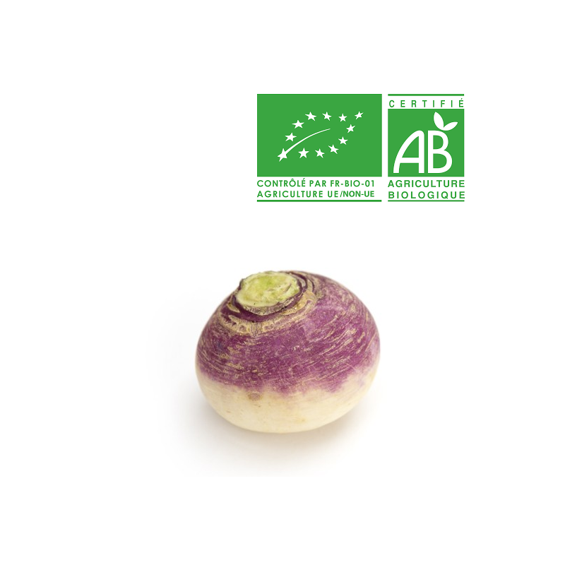 Navet violet Bio