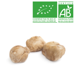 Champignons Shiitaké bio