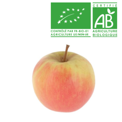 Pomme Reinettes d'Angleterre Bio