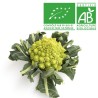 Choux romanesco Bio Choux romanesco Bio