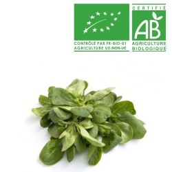 Salades Mâche Bio