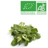 Salades Mâche Bio Salades Mâche Bio
