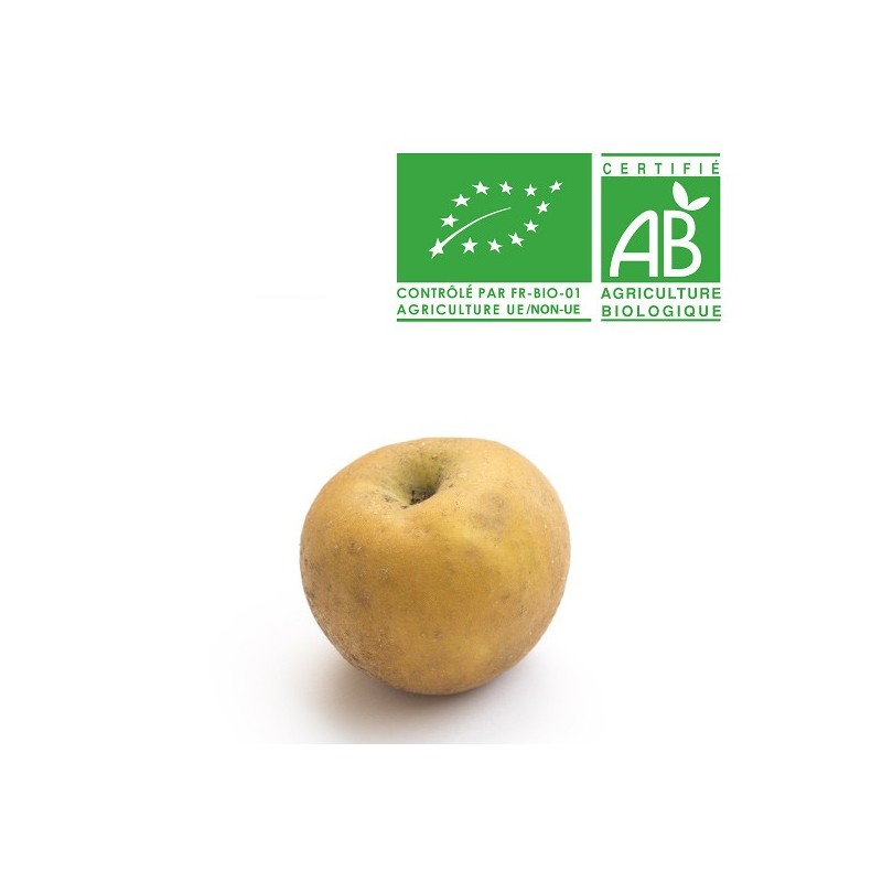 Pomme patte de loup bio
