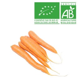 Carotte vrac bio
