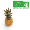 Ananas Victoria bio