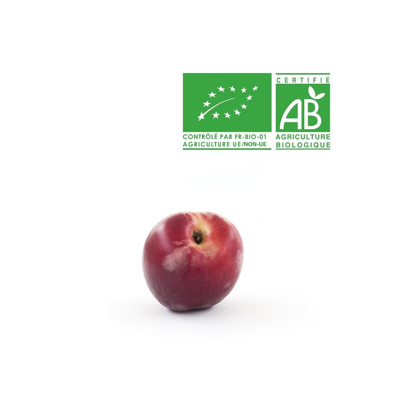 Nectarine blanche bio