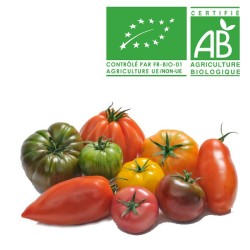 Tomates Coeur de Boeuf bio
