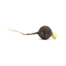 Radis noir bio