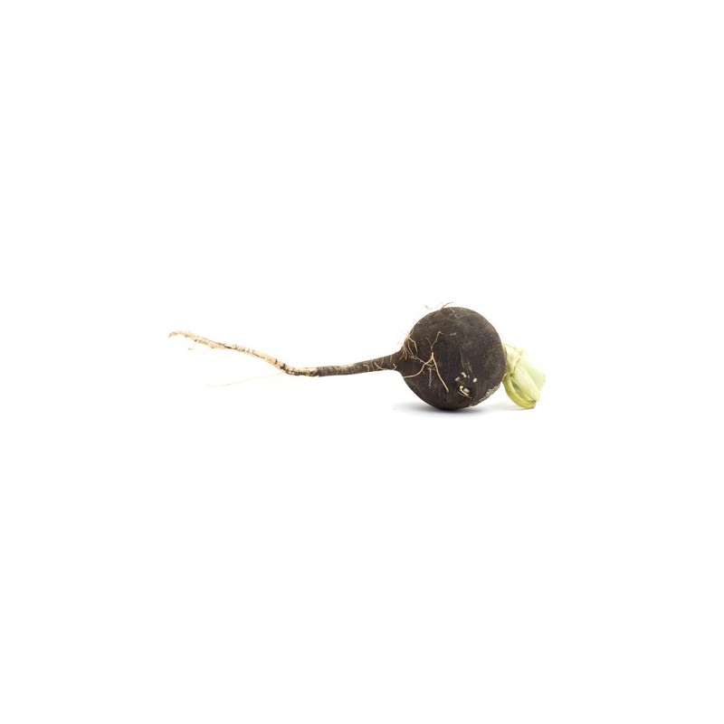 Radis noir bio