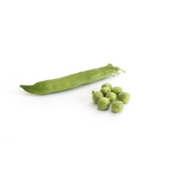Haricot petits pois bio