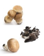 Champignons